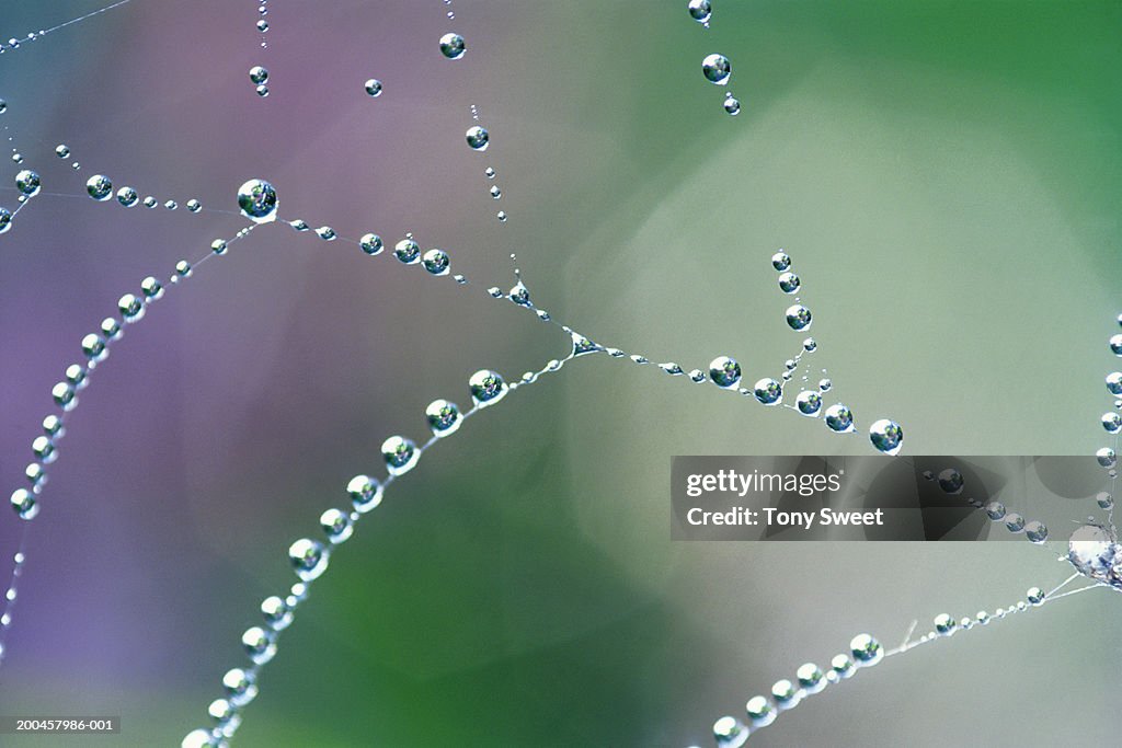 Dew drops on spider web, close-up