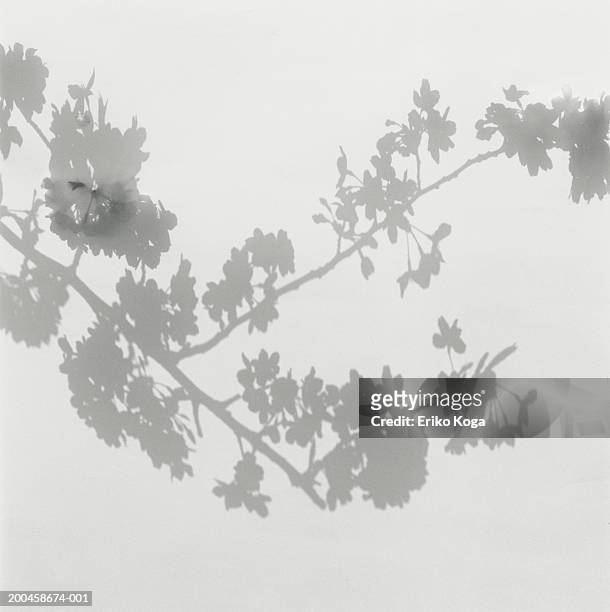 shadow of cherry blossoms on wall - schatten im mittelpunkt stock-fotos und bilder