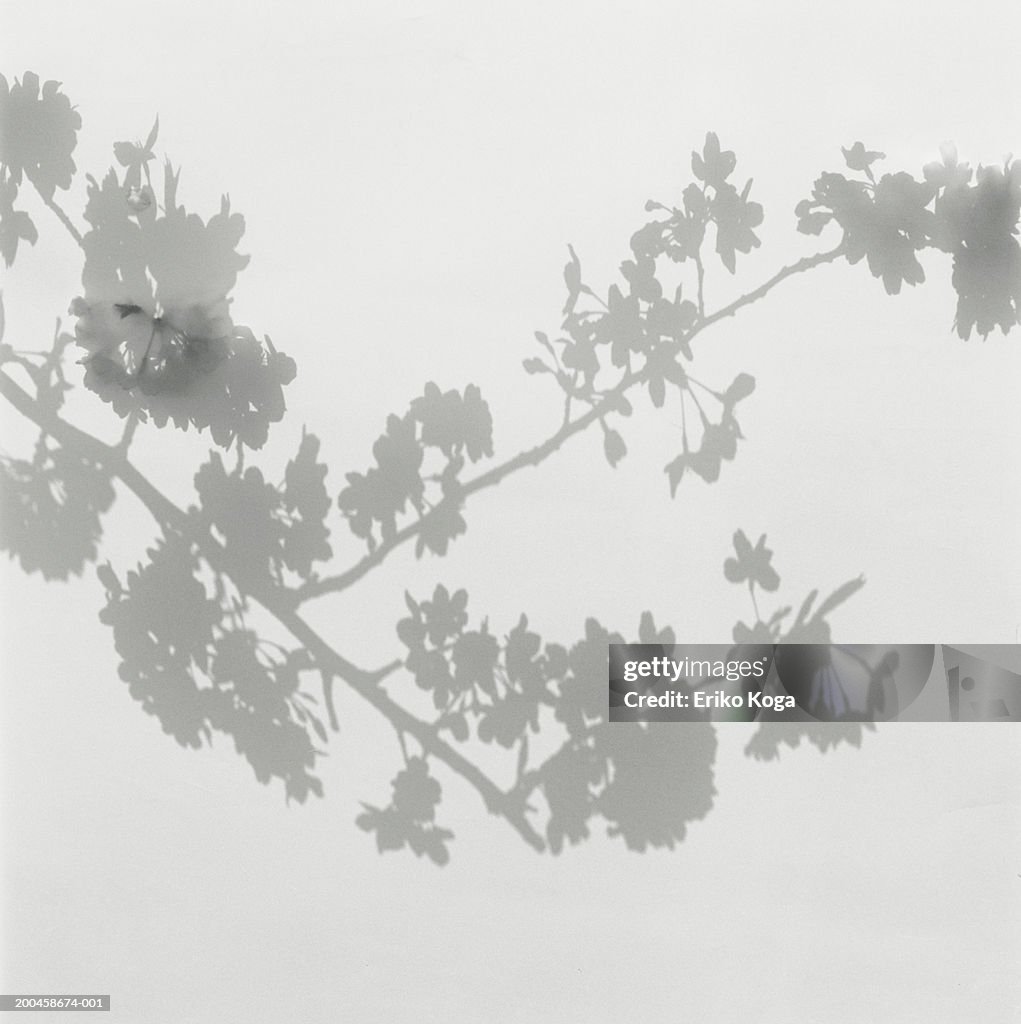 Shadow of cherry blossoms on wall