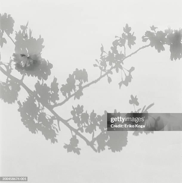 shadow of cherry blossoms on wall - cerejeira árvore frutífera - fotografias e filmes do acervo