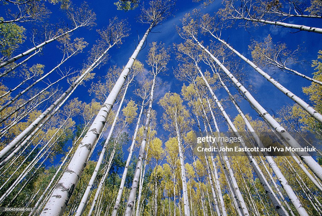 Aspen and white birch grove, low angle view, autumn