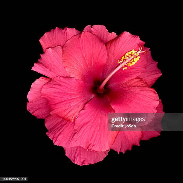 pink hibiscus flower (hibiscus sp.), close-up - おしべ ストックフォトと画像