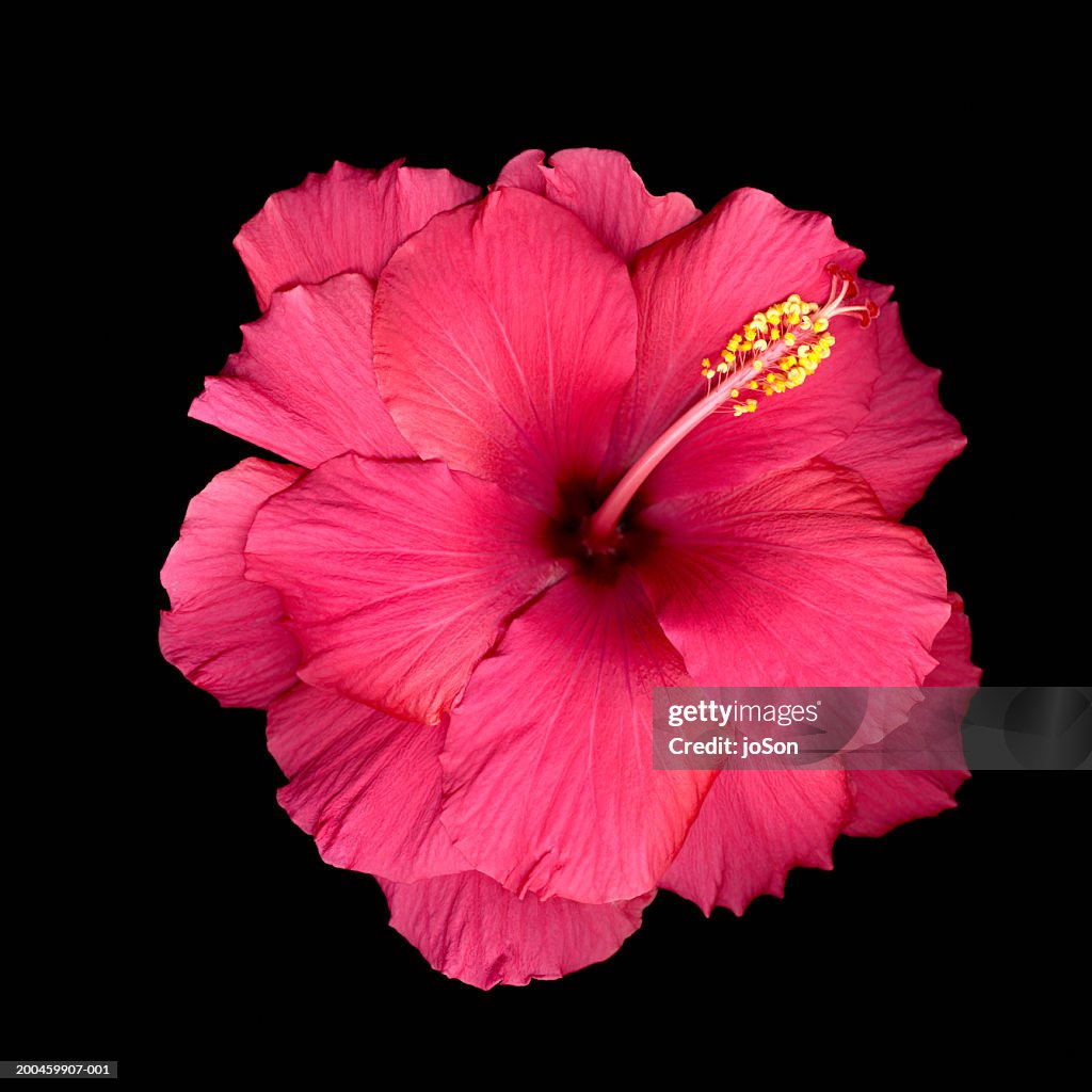 Pink hibiscus flower (Hibiscus sp.), close-up