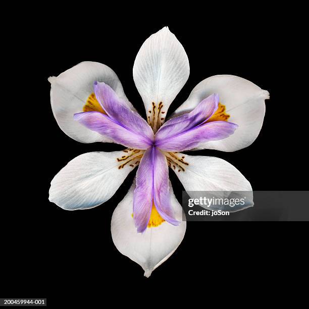 iris flower against black background, close-up - iris flower stock-fotos und bilder