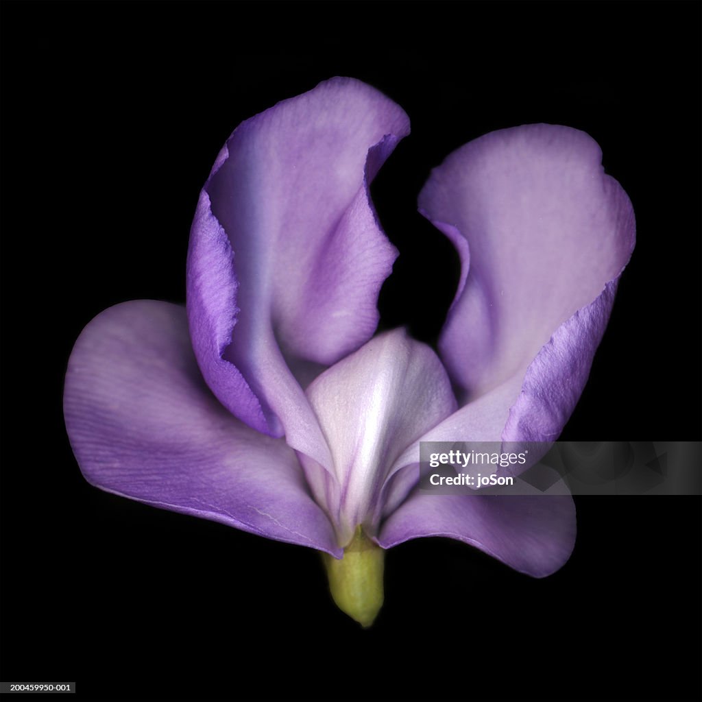 Pale purple snail vine flower (Vigna caracalla), close-up