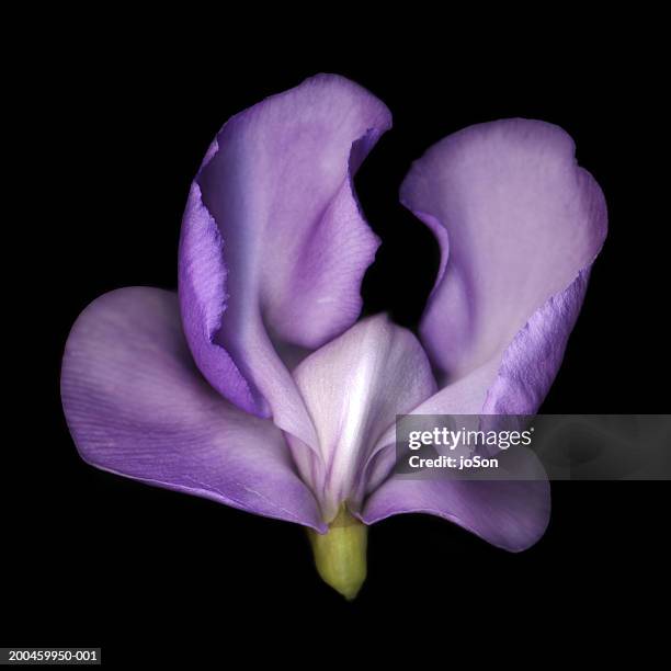 pale purple snail vine flower (vigna caracalla), close-up - snail vine stock pictures, royalty-free photos & images