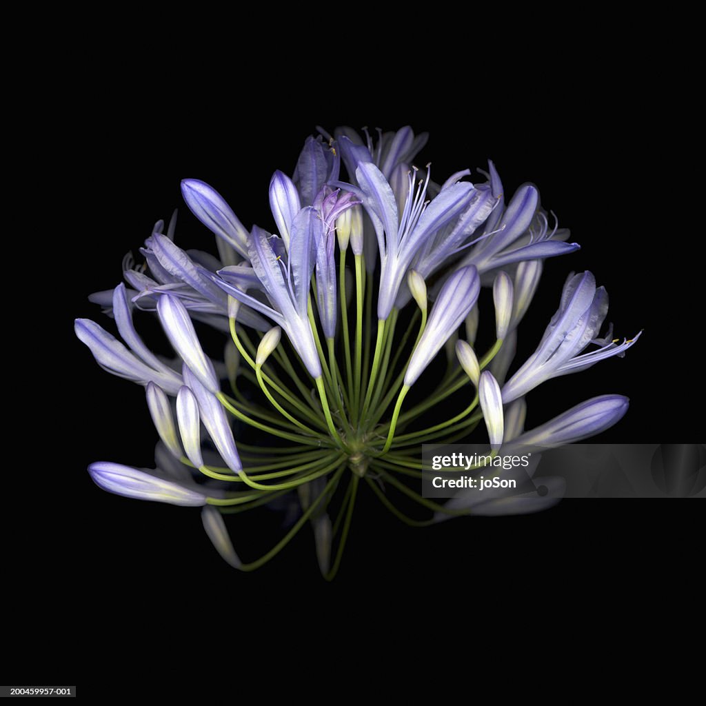 African blue lily (Agapanthus Campanulatus), close-up