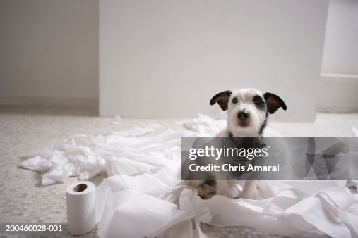 Dog sitting on bathroom floor amongst shredded lavatory paper Dog sitting on bathroom floor amongst shredded lavatory paper