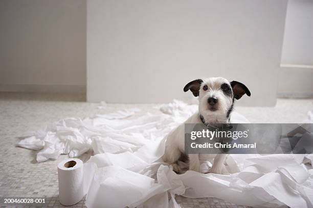 dog sitting on bathroom floor amongst shredded lavatory paper - naughty pet stock pictures, royalty-free photos & images