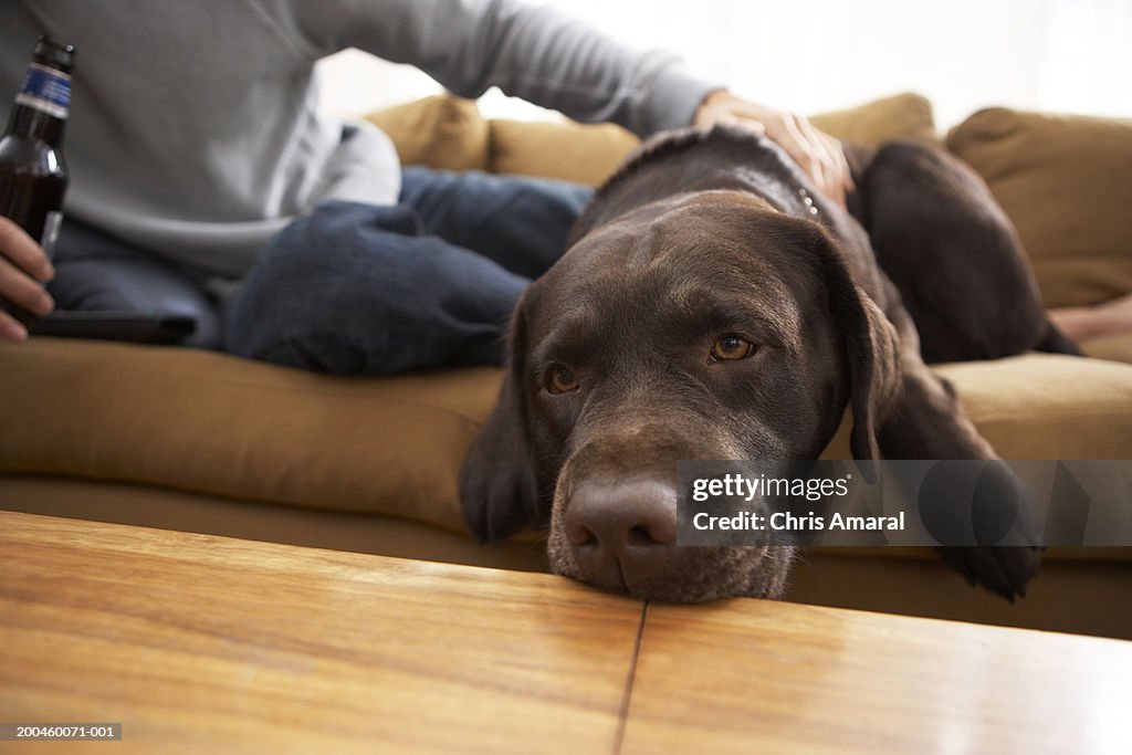 Man sitting on sofa with dog (focus on dog)