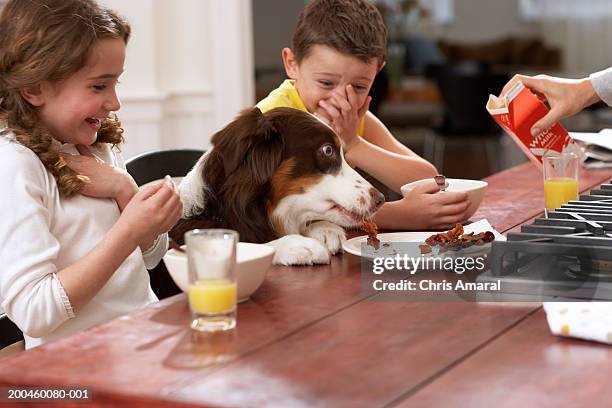 dog eating scraps from plate between children (6-8) at kitchen table - leftover stockfoto's en -beelden