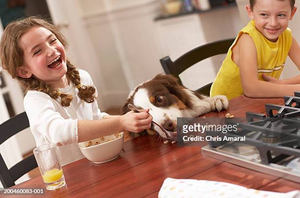 girl (6-8) feeding dog breakfast cereal at kitchen table, laughing - boy eating cereal stock pictures, royalty-free photos & images