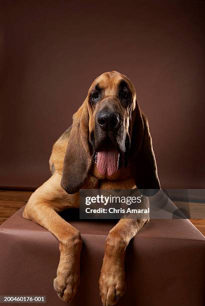 brown bloodhound dog lying on bench - bloodhound stock pictures, royalty-free photos & images