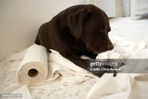 What Happens If A Dog Eats Paper What Happens If Dog Eats Paper Towel