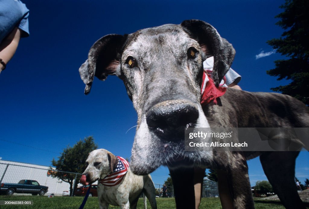 Two dogs in park (focus on dog in foreground) (wide-angle)