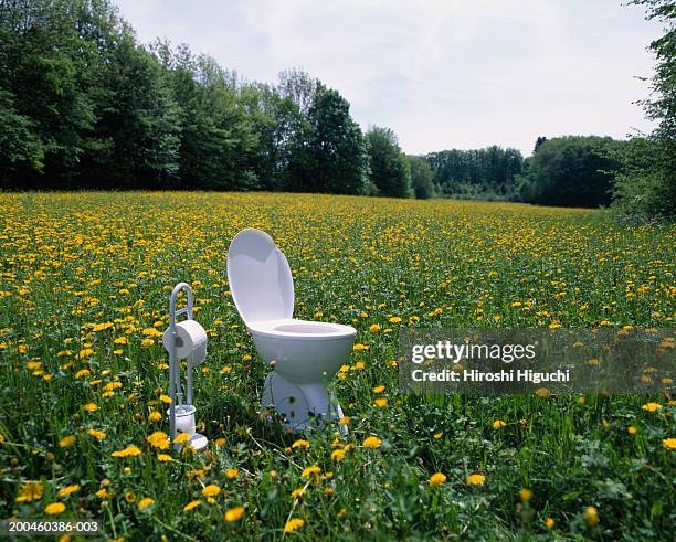 toilet and toilet paper holder in field of dandelions (taraxacum sp.) - man toilet stock-fotos und bilder