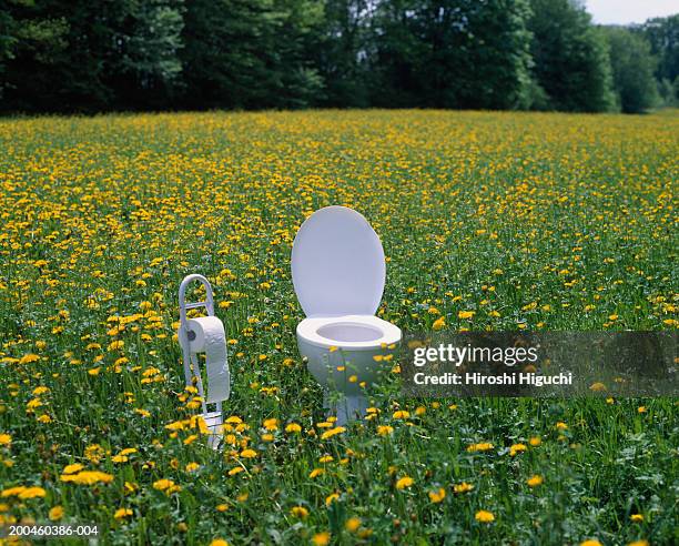 toilet and toilet paper holder in field of dandelions (taraxacum sp.) - toilet paper tree bildbanksfoton och bilder