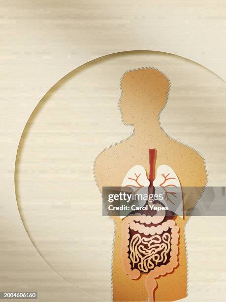 internal organs in paper work - papercutting stock pictures, royalty-free photos & images