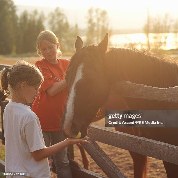 two girls (9-11) feeding horse apple, sunset, summer - horse barn stock pictures, royalty-free photos & images