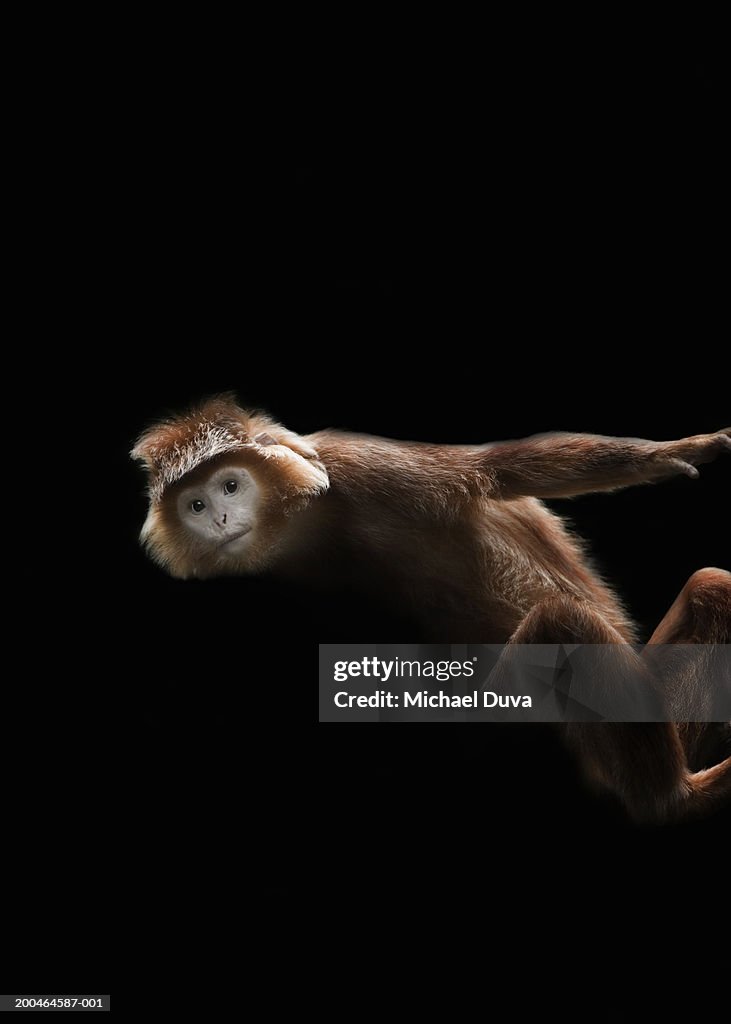 West Javan Ebony langur against black background