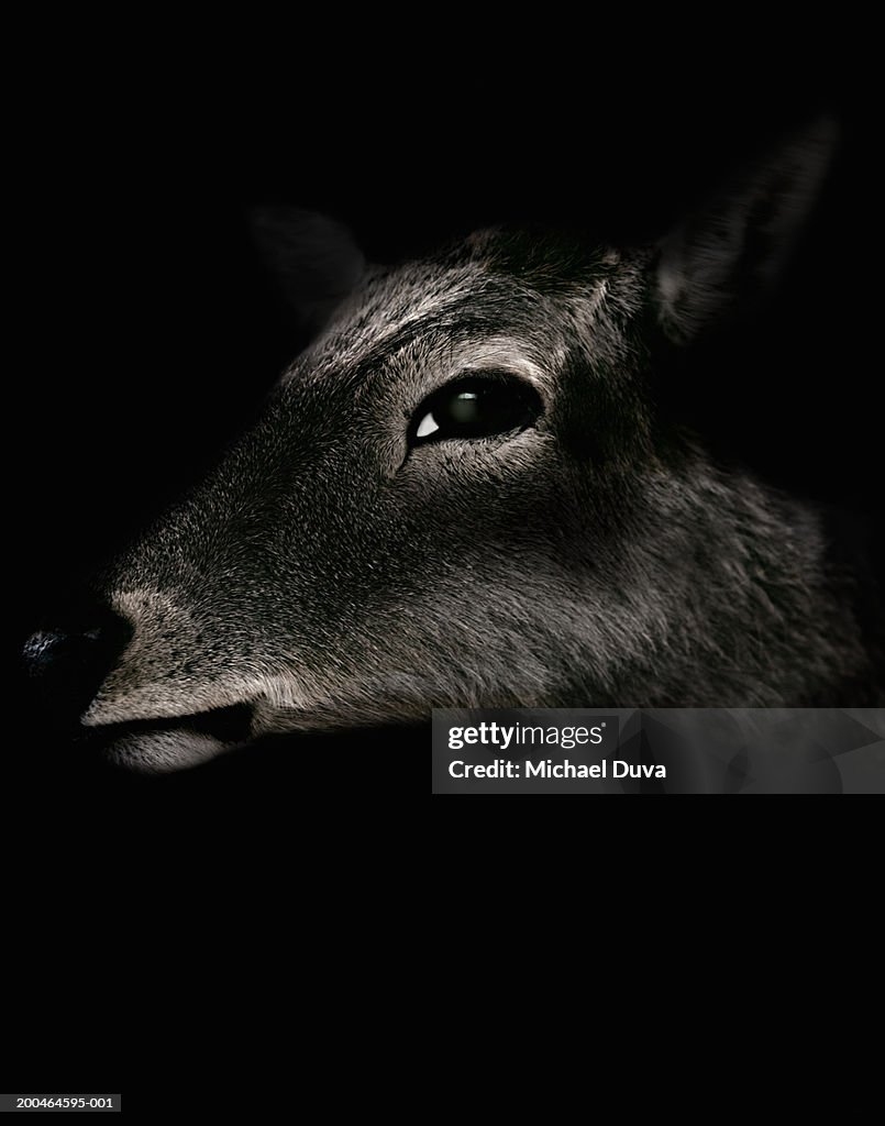 Deer (Cervidae) against black background, close-up