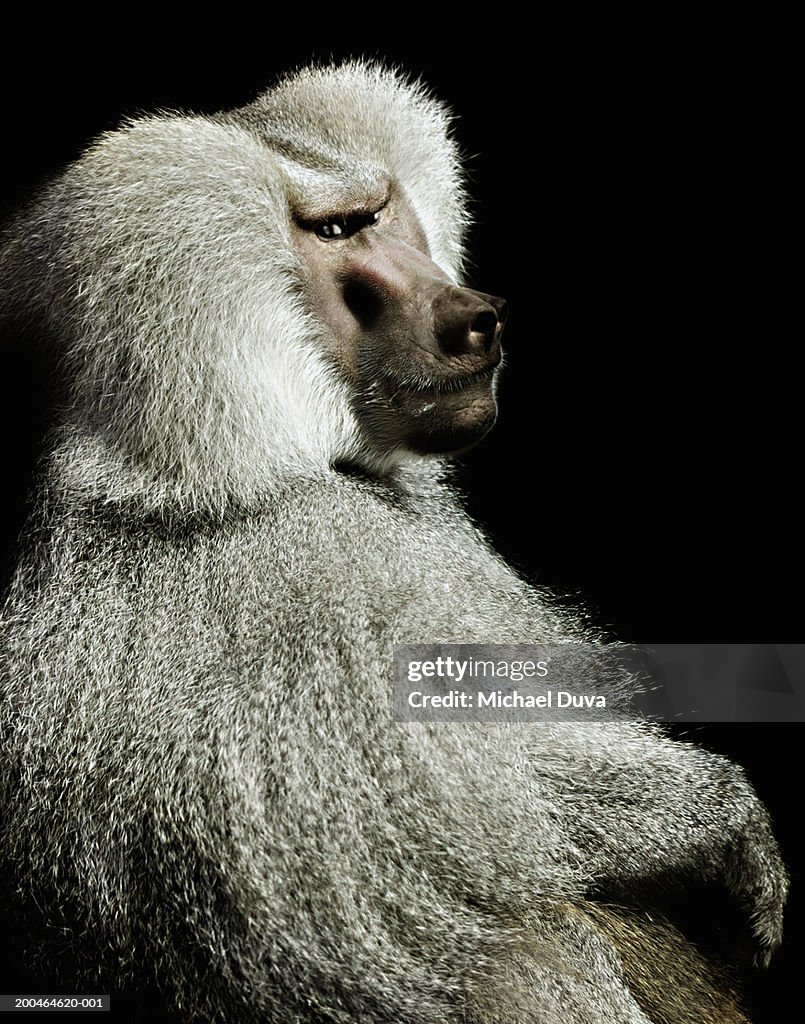 Hamadryas baboon against black background, close-up