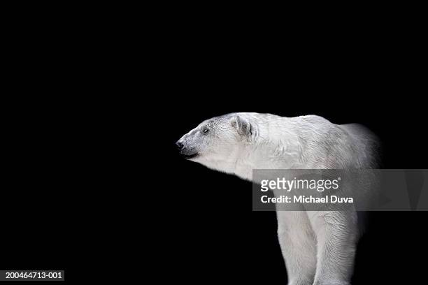 polar bear against black background - polar bear face stock pictures, royalty-free photos & images