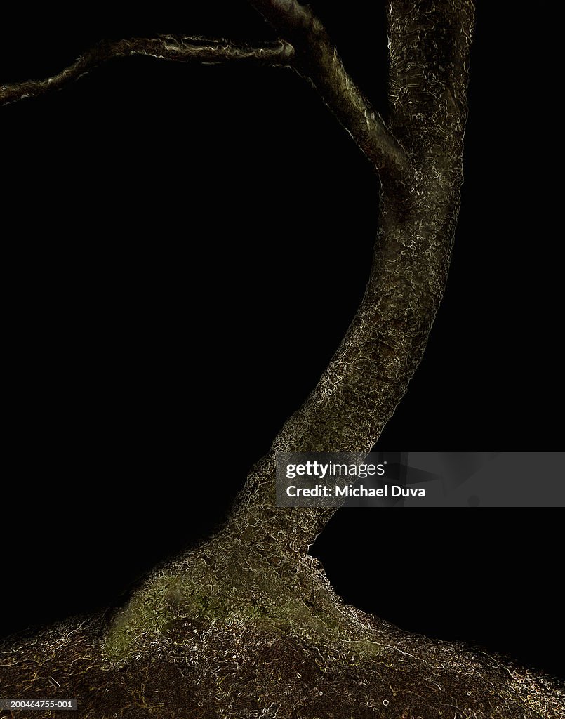 Bonsai tree against black background, close-up