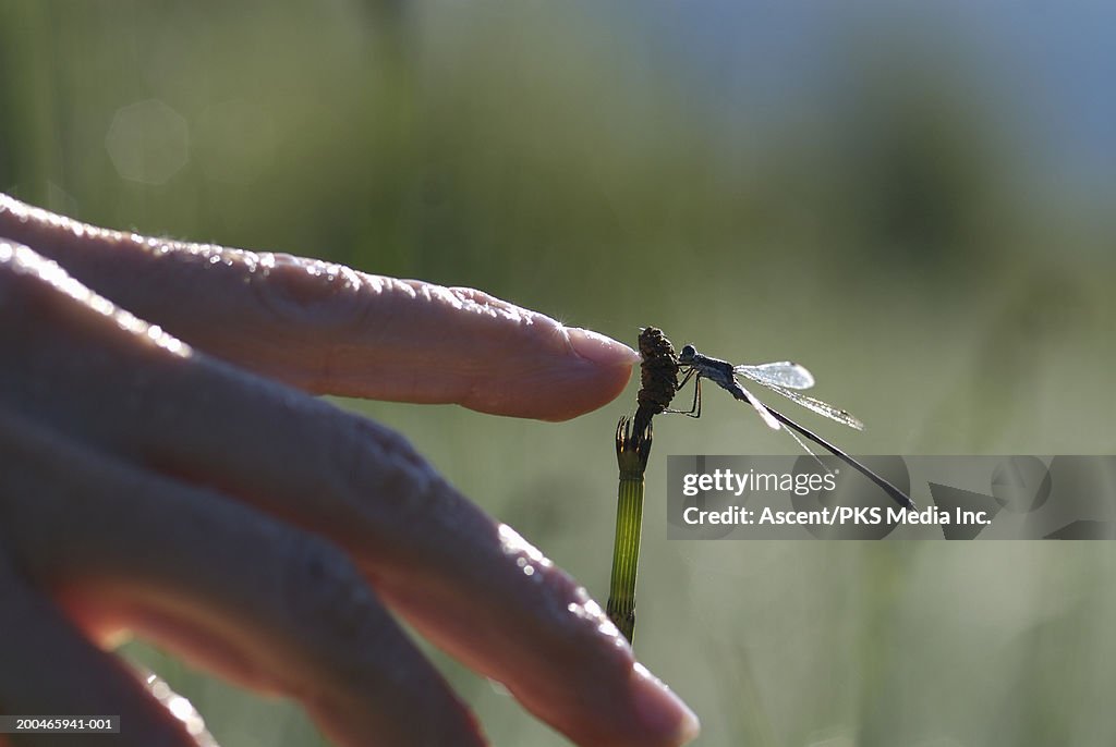Person touching Damsel Fly, close-up