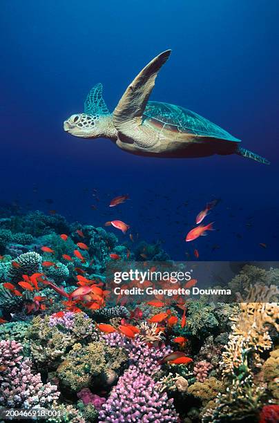 green turtle (chelonia mydas), underwater view - turtle stock pictures, royalty-free photos & images