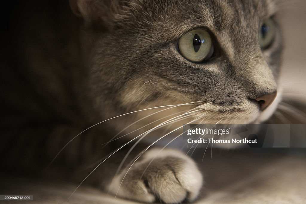 "Cat lying down, close-up (focus on cat's face)"