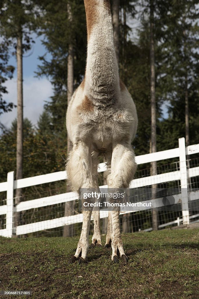 Llama in pasture, low section