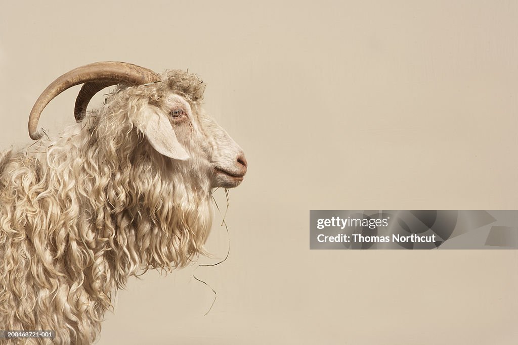 Angora goat, side view