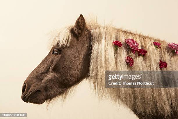 Shetland pony with flowers in mane, side view