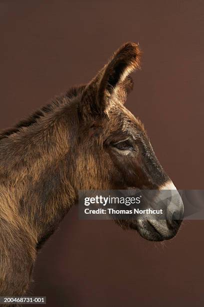 jerusalem donkey, side view - donkey foto e immagini stock