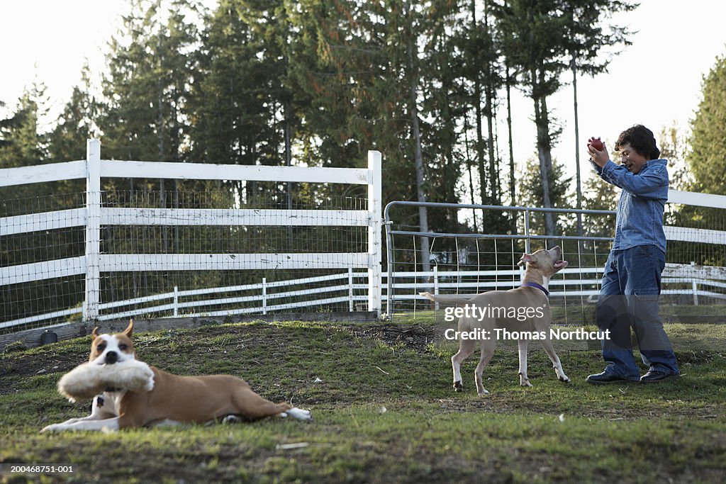 Boy (11-13) and two dogs playing in yard, boy holding ball, side view