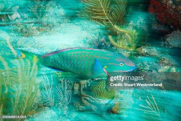 stoplight parrotfish (sparisoma viride) (blurred motion) - blue parrotfish stock pictures, royalty-free photos & images