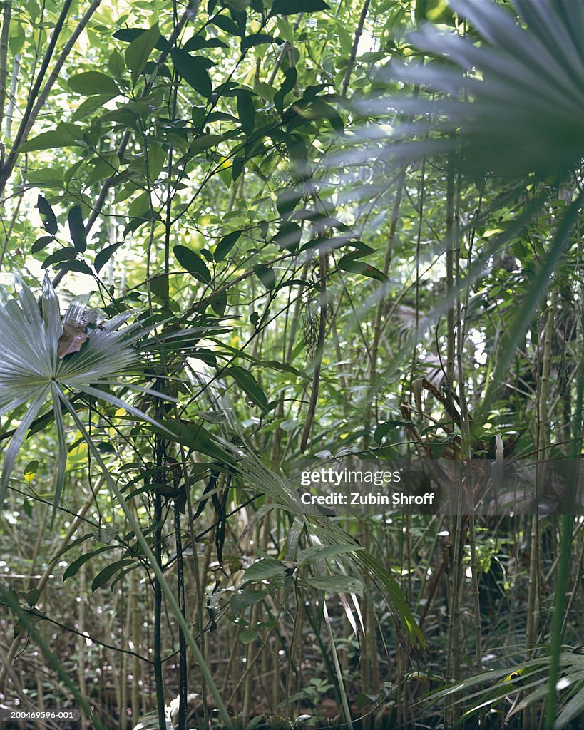 Mexico, Tulum, Sian Ka'an Biosphere Reserve, palms in jungle