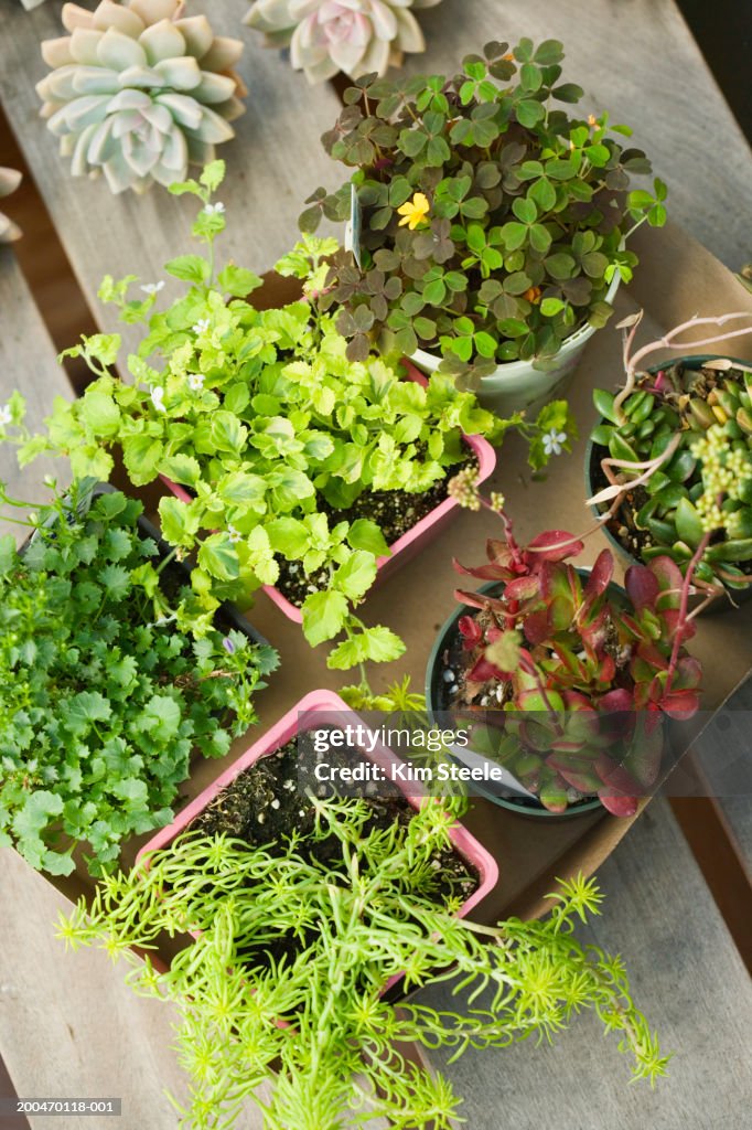 Assorted potted plants in box, overhead view