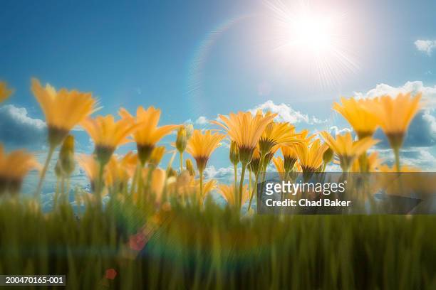 flowers against blue sky (digital) - 0703ef stock pictures, royalty-free photos & images
