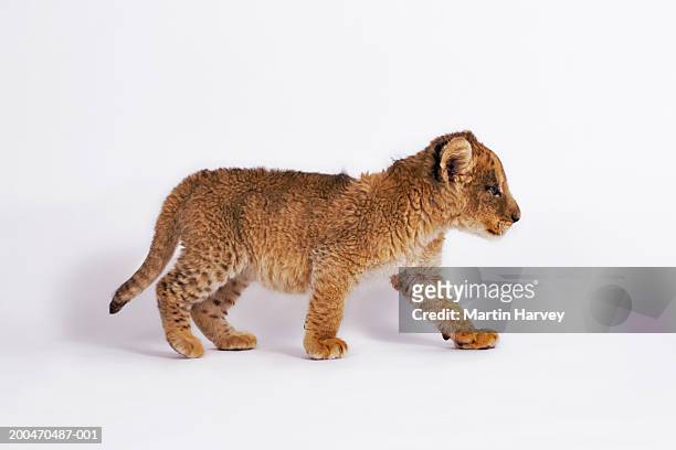 lion cub (panthera leo) walking, side view - lion white background imagens e fotografias de stock
