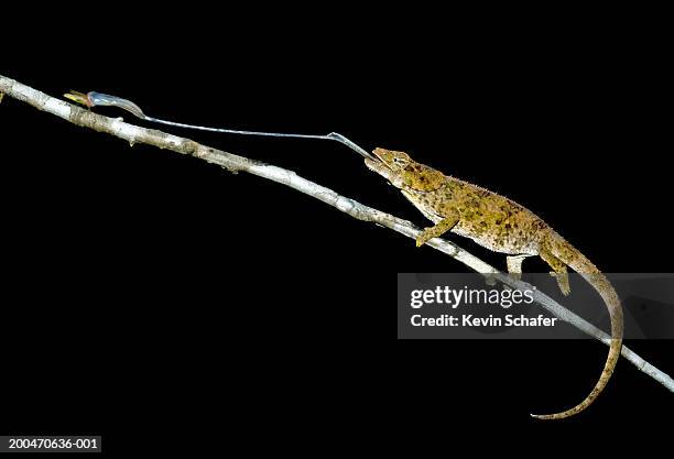 short-horned chameleon catching insect with tongue on branch - chameleon tongue stock pictures, royalty-free photos & images