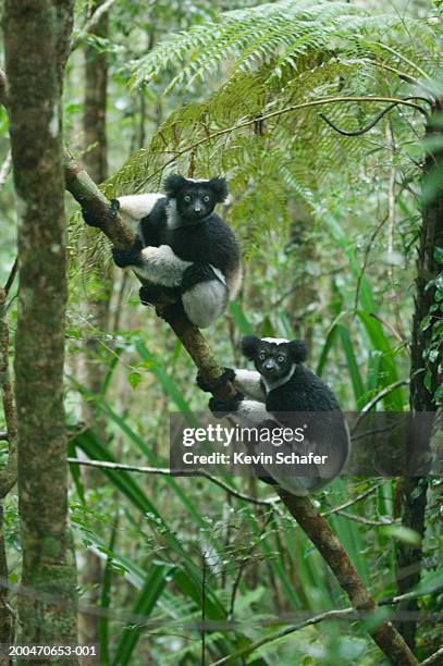 two indri lemurs (indri indri) on tree branch, side view - indri stock pictures, royalty-free photos & images