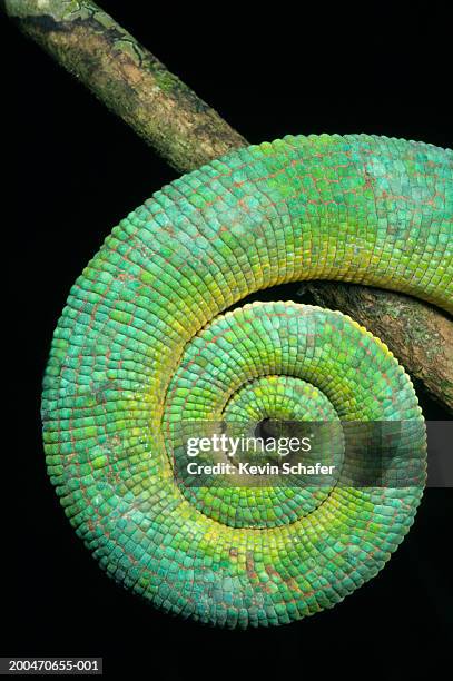 parson's chameleon (calumma parsonii) on branch, close-up of tail - animal scale photos et images de collection