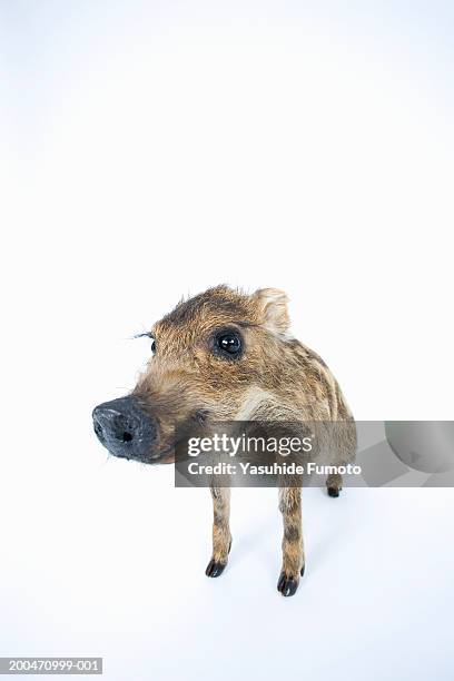 young wild boar (sus scrofa) - animal nose stock pictures, royalty-free photos & images