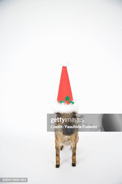 young wild boar (sus scrofa) wearing santa hat - wild hog stock pictures, royalty-free photos & images