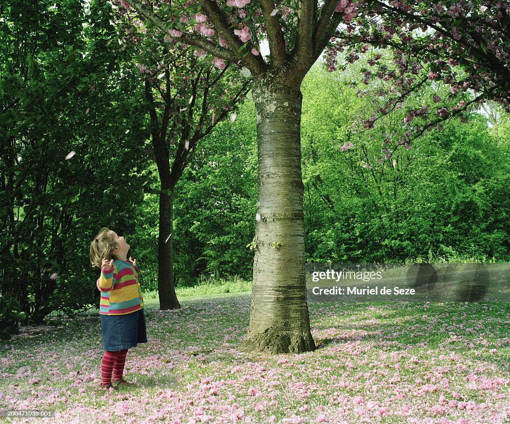 Girl (2-4) standing in garden looking up towards cherry tree