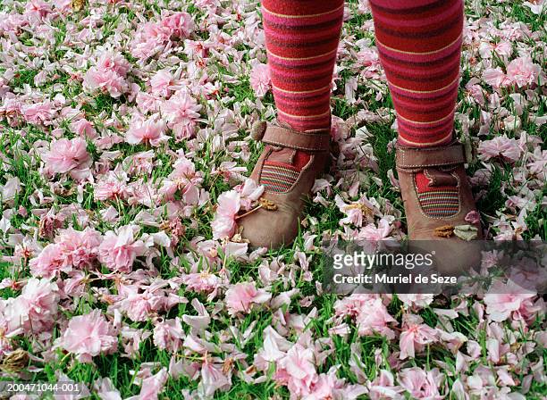 girl (2-4) standing in garden amongst cherry blossom, low section - brown girl stock pictures, royalty-free photos & images
