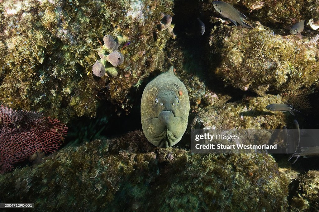 Panamic moray eel with banded cleaner goby on head