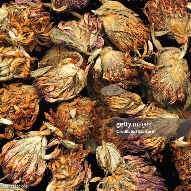 dried red clovers (trifolium pratense) - clover sprouts stock pictures, royalty-free photos & images